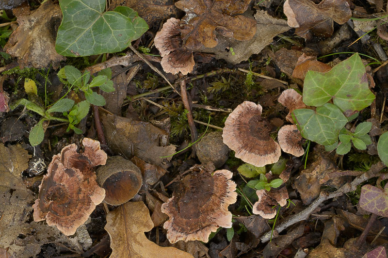 Hydnellum concrescens